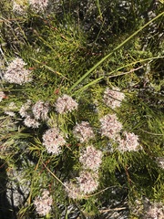 Serruria rubricaulis