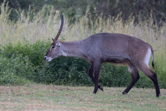 Kobus ellipsiprymnus defassa