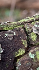 Candelariella efflorescens