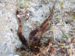 Ophiocoma scolopendrina