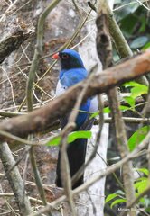 Trogon massena