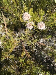 Serruria rubricaulis