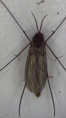 Ditomyiidae