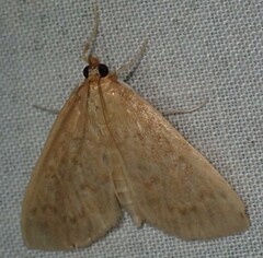 Framinghamia helvalis