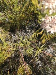 Serruria rubricaulis