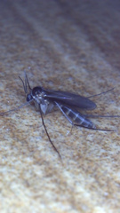 Ditomyiidae