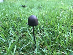 Panaeolus acuminatus