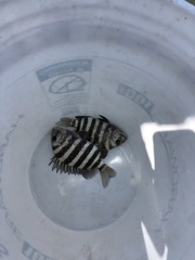 Archosargus probatocephalus