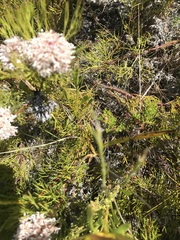 Serruria rubricaulis