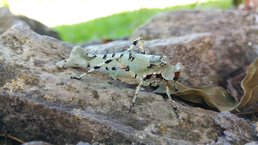 Lichenomorphus