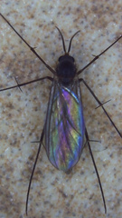 Ditomyiidae