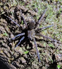 Dolomedes raptor