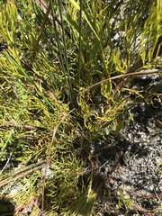 Serruria rubricaulis