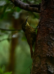 Lepidocolaptes affinis