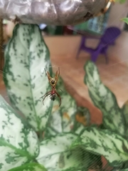 Micrathena sexspinosa