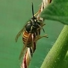 Vespula rufa