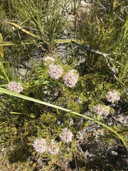 Serruria rubricaulis