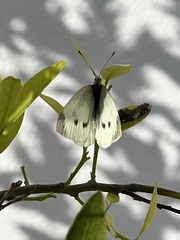 Pieris rapae rapae