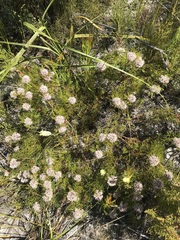 Serruria rubricaulis