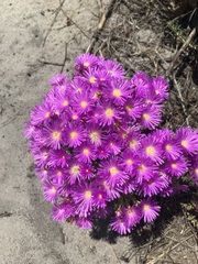 Lampranthus glomeratus