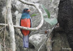 Trogon massena