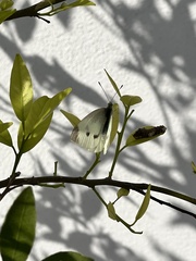 Pieris rapae rapae