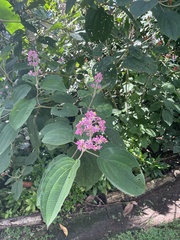Miconia subcrustulata