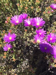 Lampranthus glomeratus