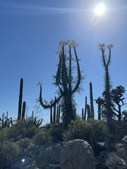 Fouquieria columnaris