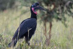 Bucorvus abyssinicus