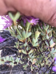 Lampranthus glomeratus