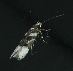 Chionodes abella