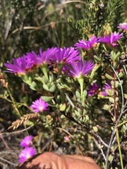 Lampranthus glomeratus