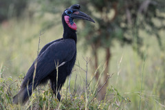 Bucorvus abyssinicus