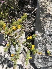 Aspalathus juniperina