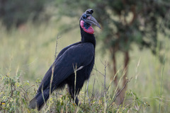 Bucorvus abyssinicus
