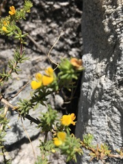 Aspalathus juniperina