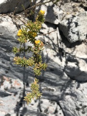 Aspalathus juniperina