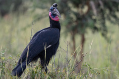 Bucorvus abyssinicus