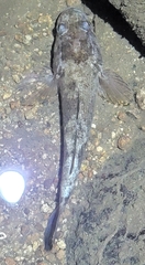 Odontobutis obscurus
