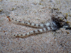 Ophiocoma scolopendrina