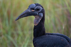 Bucorvus abyssinicus