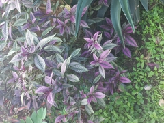 Strobilanthes auriculata