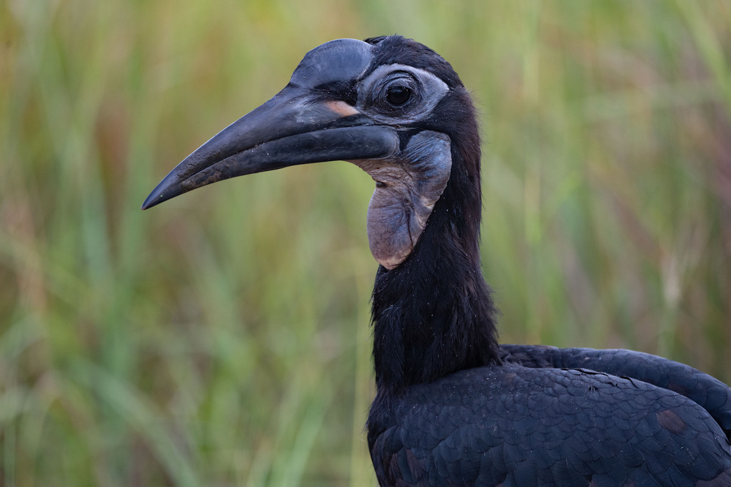 Abyssinian Ground-Hornbill