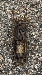 Melanoplus differentialis