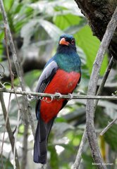 Trogon massena