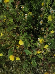 Calceolaria tripartita