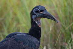 Bucorvus abyssinicus