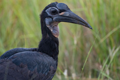 Bucorvus abyssinicus