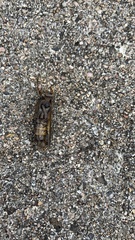 Melanoplus differentialis